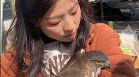 猛禽霎时主动飞入女子怀里依偎 一旁猫咪一脸战栗